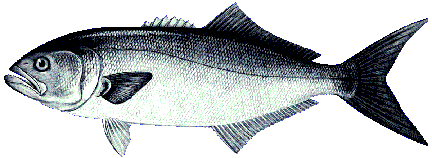 Bluefish Image