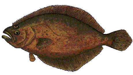 Fluke Image