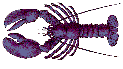 Lobster image