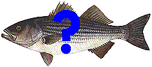 Striped Bass/?????