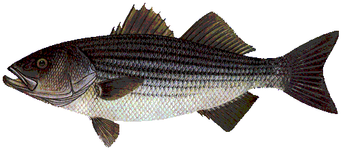 Striped Bass Image