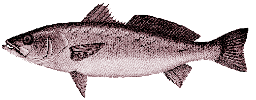 Weakfish image