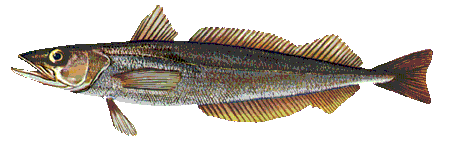 Silver hake image