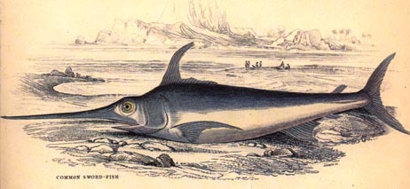 Illustration of Swordfish (19th Century)