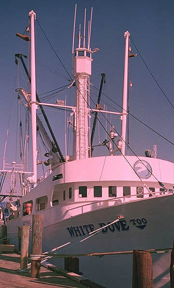 White Dove Too in Cape May