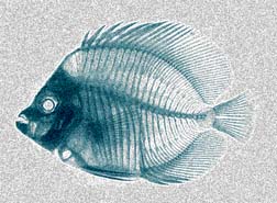 Image of fish skeleton