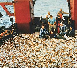 A deck loaded with sea scallops prior to schucking