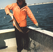 Shark released from gillnet