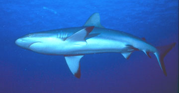 Blacktip Shark from Corel PhotoCD