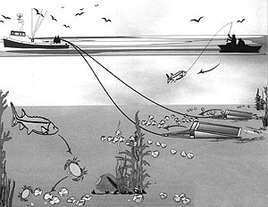 Image of New England marine ecosystem