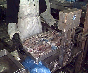 Squid for freezer image