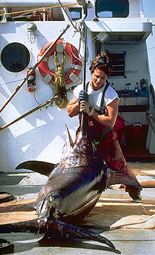 A large swordfish on board