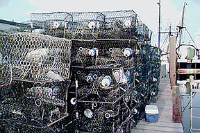 Commercial crab traps