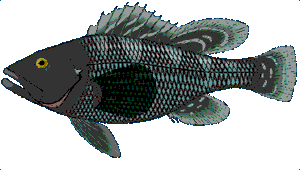 Black Sea Bass Image