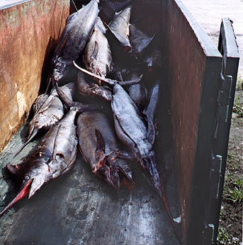 Photo of wasted marlin