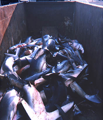 Photo of wasted blue sharks