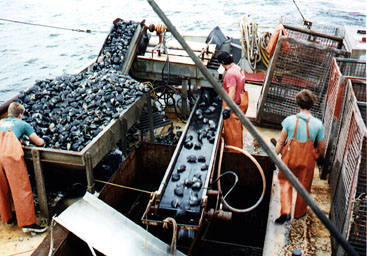 Surf clams on board