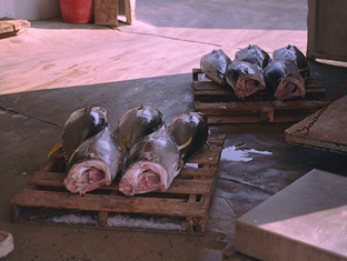 Tuna on a pallet at Viking Village in Barnegat Light, NJ